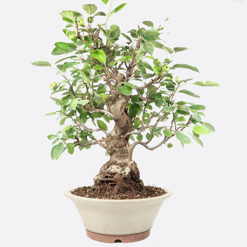 Malus baccata - Kirschapfel, ca. 21 jährig, 50-55 cm, Gartenbonsai