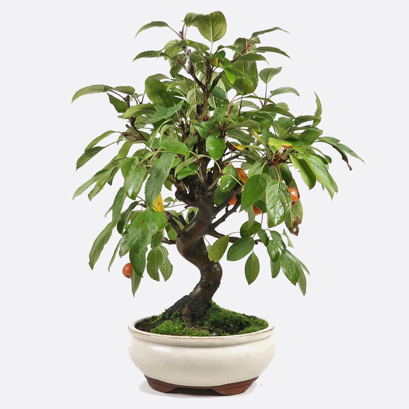 Malus baccata - Kirschapfel, ca. 10 jährig, 35-40 cm, Gartenbonsai