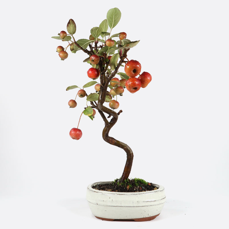 Malus baccata - Kirschapfelbaum, ca. 7-8 jährig, 35-40 cm, Gartenbonsai