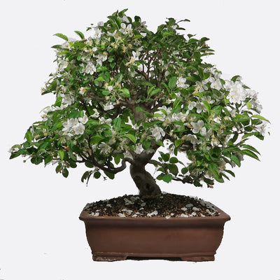 Malus - Apfelbaum, ca. 32 jährig, 75-80 cm, Gartenbonsai