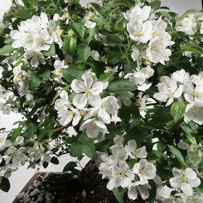 Malus - Apfelbaum, ca. 32 jährig, 75-80 cm, Gartenbonsai