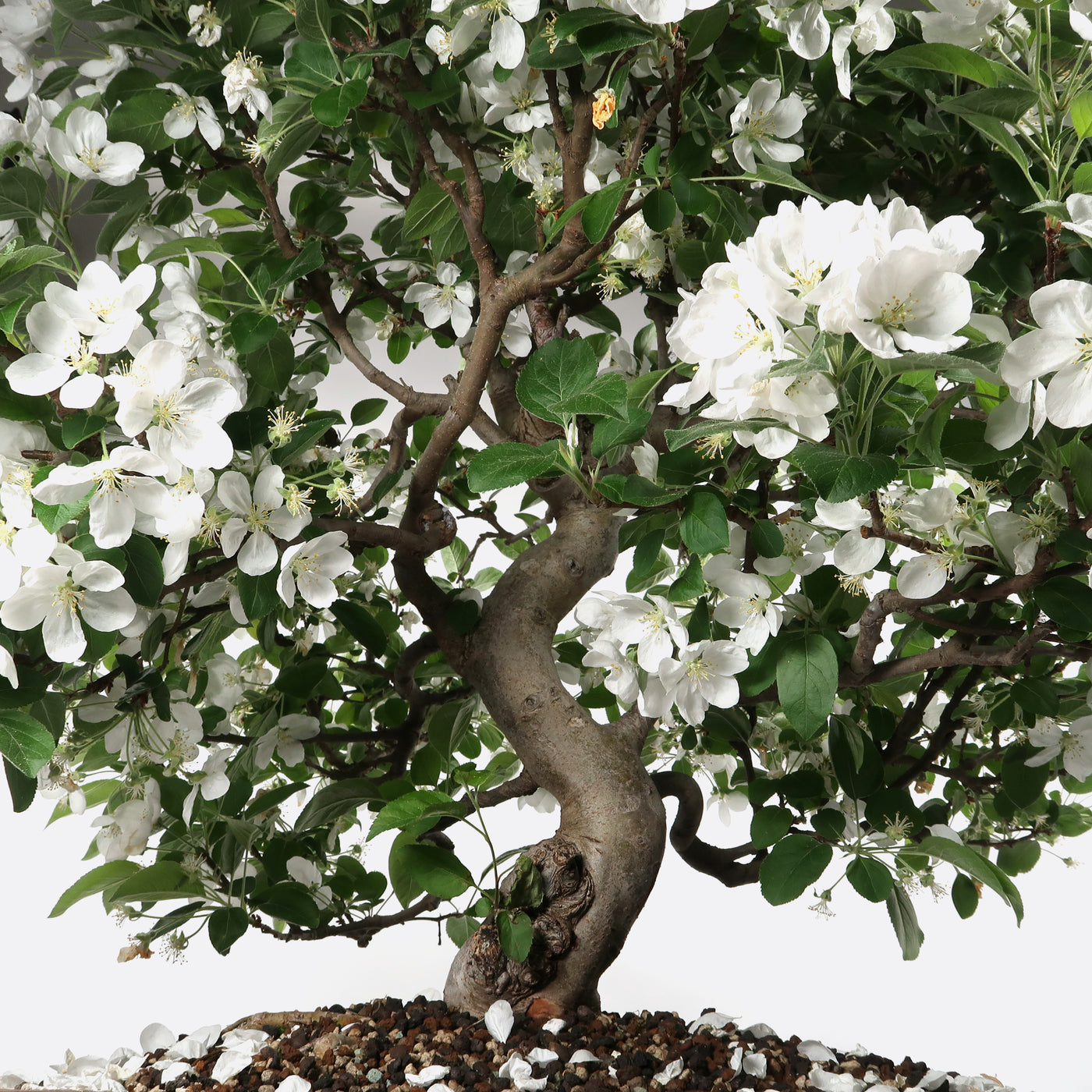 Malus - Apfelbaum, ca. 32 jährig, 75-80 cm, Gartenbonsai