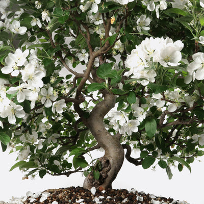 Malus - Apfelbaum, ca. 32 jährig, 75-80 cm, Gartenbonsai