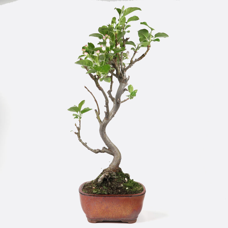 Malus baccata - Kirschapfelbaum, ca. 8-9 jährig, 45-50 cm, Gartenbonsai