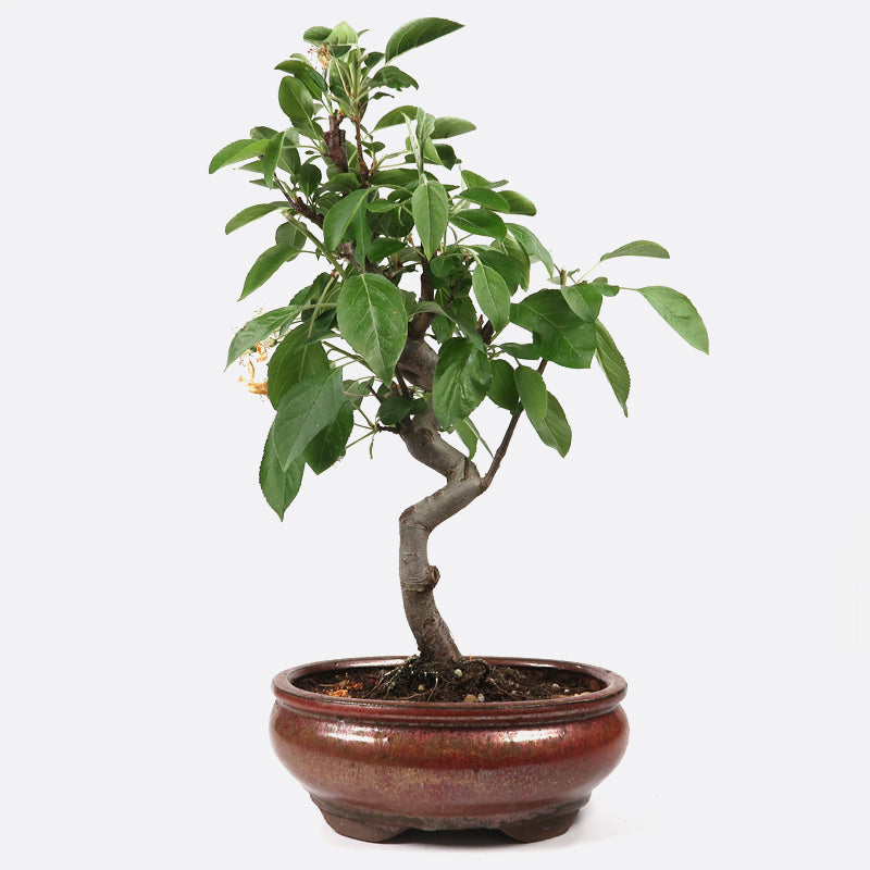 Malus baccata - Kirschapfelbaum, ca. 8-9 jährig, 35-40 cm, Gartenbonsai