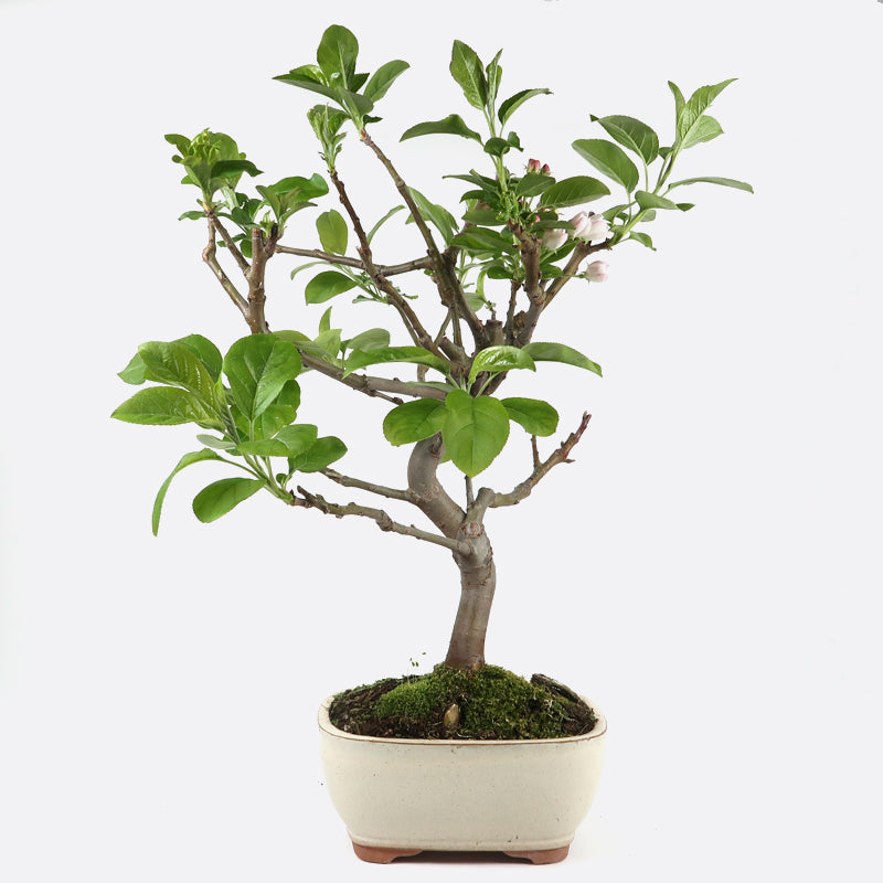 Malus baccata - Kirschapfelbaum, ca. 8-9 jährig, 45-50 cm, Gartenbonsai