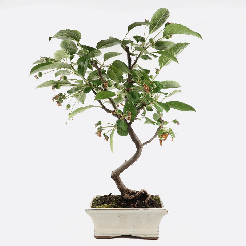 Malus - Apfelbaum, Gartenbonsai