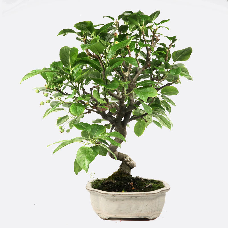 dracena massangeana Corn Plant (Dracaena mass canes)