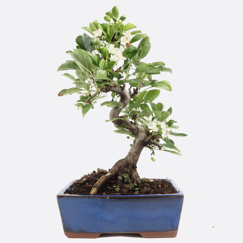 Malus domestica - Zierapfel, ca. 12 jährig, 30-35 cm, Gartenbonsai