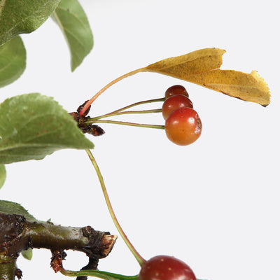 Malus domestica - Zierapfel, ca. 12 jährig, 30-35 cm, Gartenbonsai