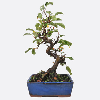 Malus domestica - Zierapfel, ca. 12 jährig, 30-35 cm, Gartenbonsai