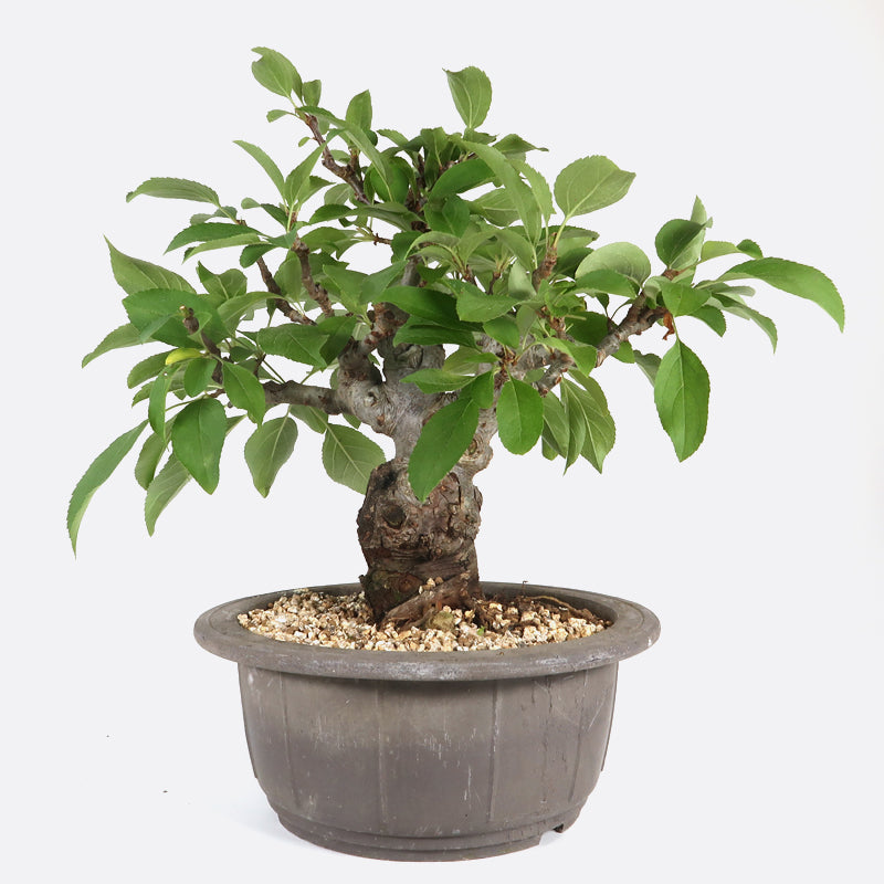 Malus siboldii - Japanapfelbaum, ca. 17 jährig, 30-35 cm, Gartenbonsai
