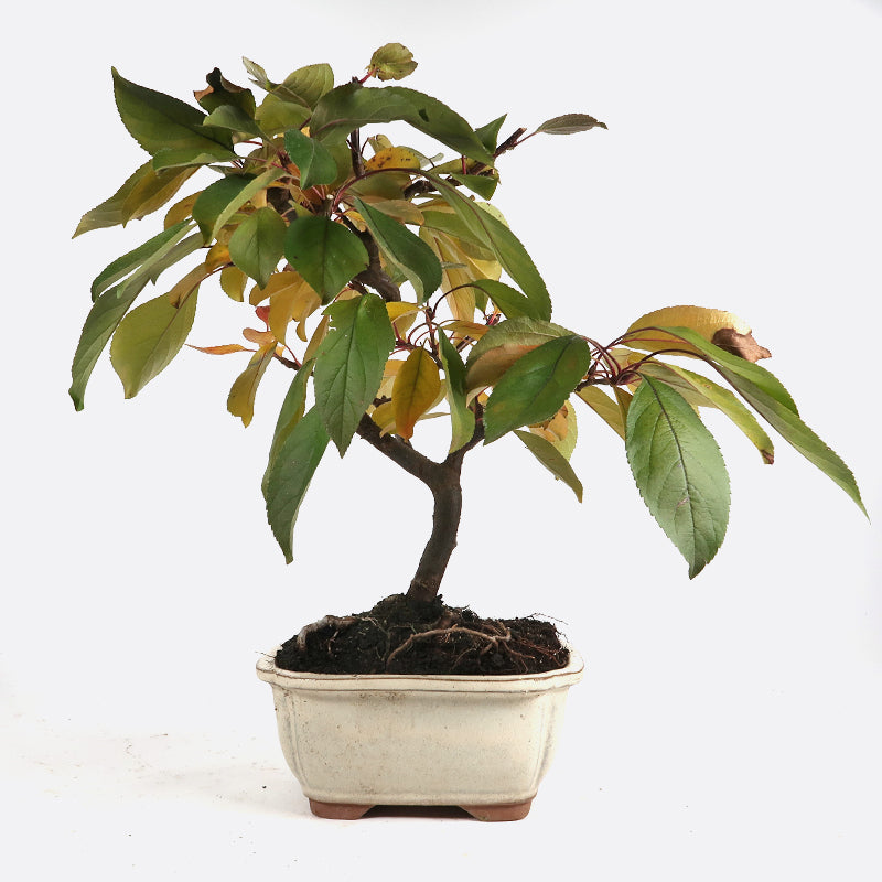 Gartenbonsai mit Blten/Frchte