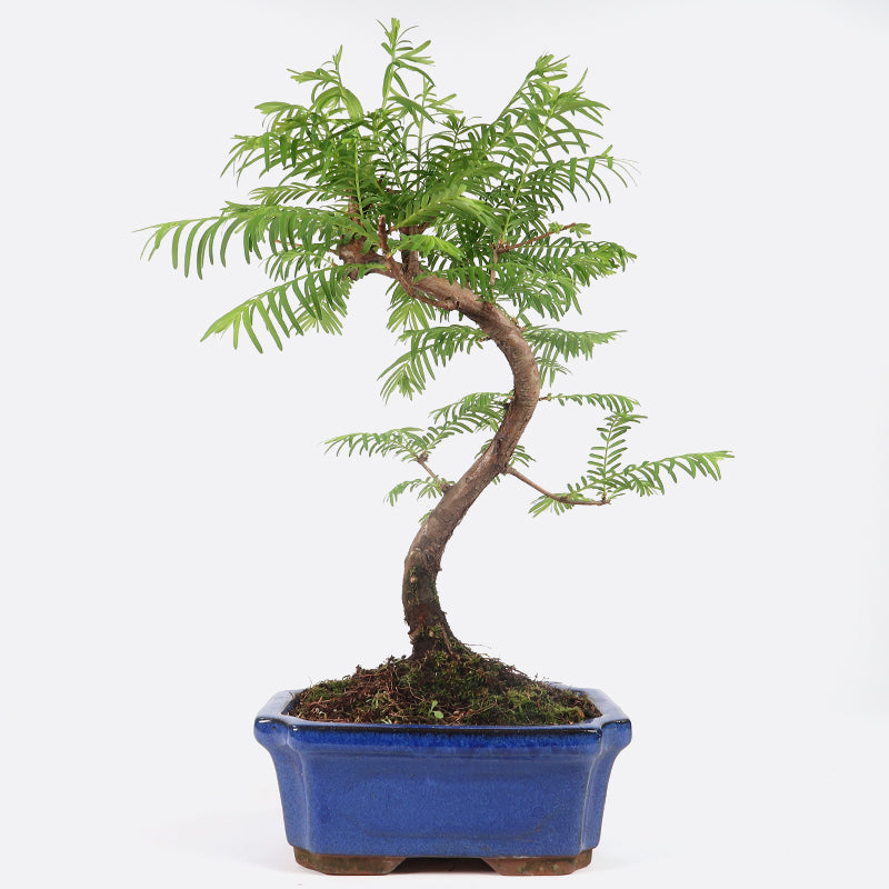 Metasequoia - Urweltmammutbaum, ca. 6 bis 7 jährig, 30 - 35 cm Gartenbonsai