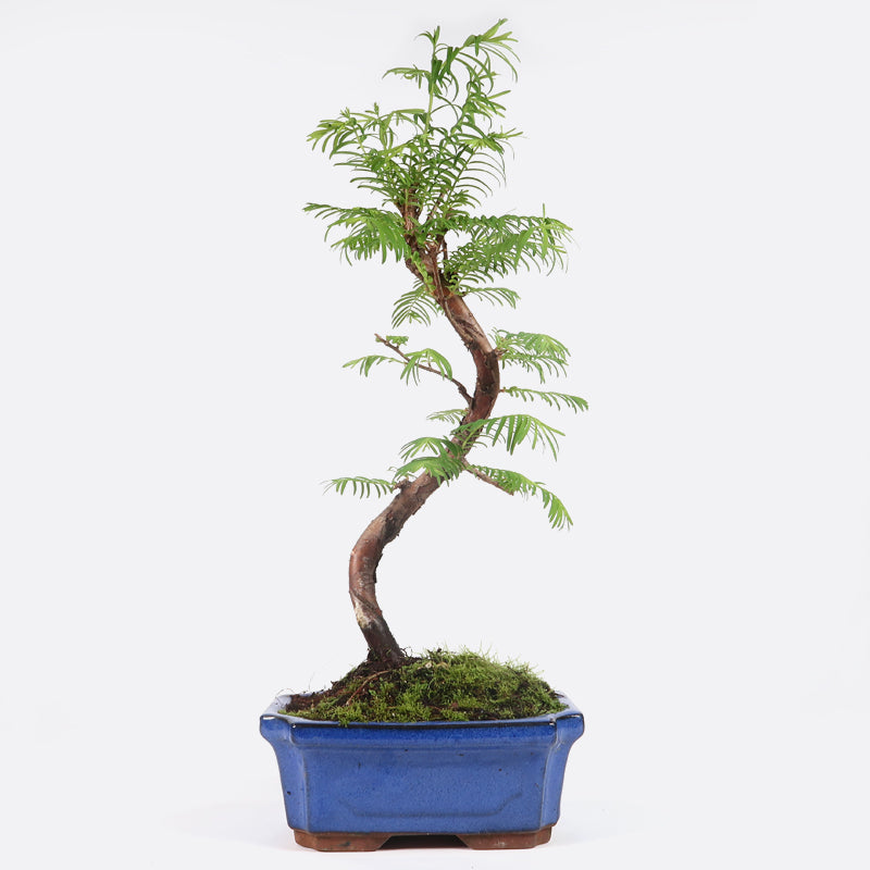 Metasequoia - Urweltmammutbaum, ca. 6 bis 7 jährig, 35-40 cm Gartenbonsai