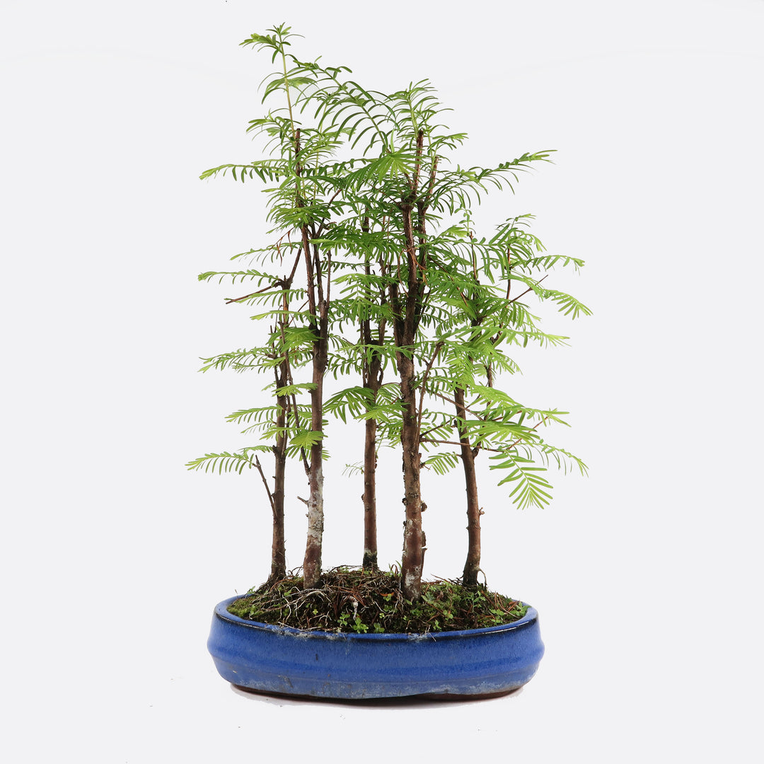 Nadelbonsai