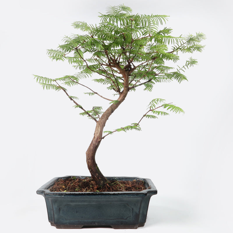 Metasequoia - Urweltmammutbaum, ca. 15 jährig, Gartenbonsai