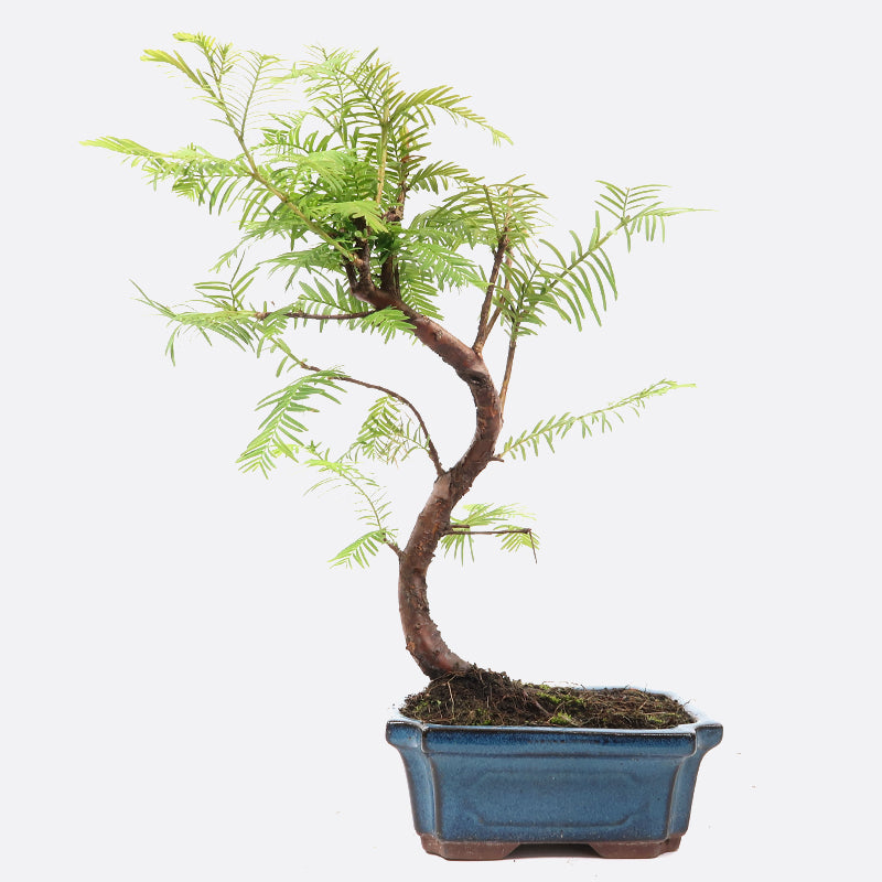 Metasequoia - Urweltmammutbaum, ca. 7-8 jährig, 30-35 cm Gartenbonsai