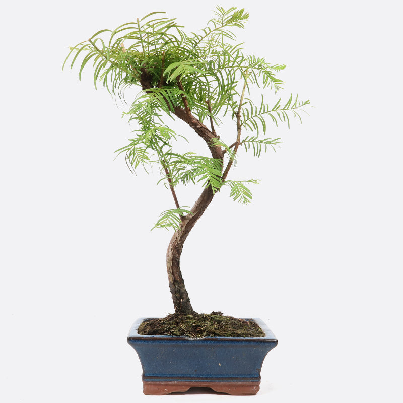 Metasequoia - Urweltmammutbaum, ca. 7-8 jährig, 35-40 cm Gartenbonsai