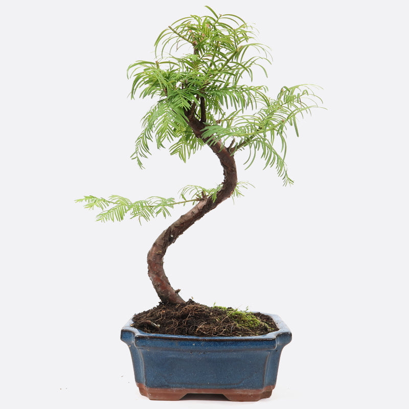 Metasequoia - Urweltmammutbaum, ca. 7-8 jährig, 35-40 cm Gartenbonsai