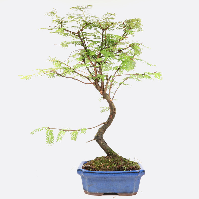 Metasequoia - Urweltmammutbaum, ca. 9 jährig, 50-55 cm, Gartenbonsai