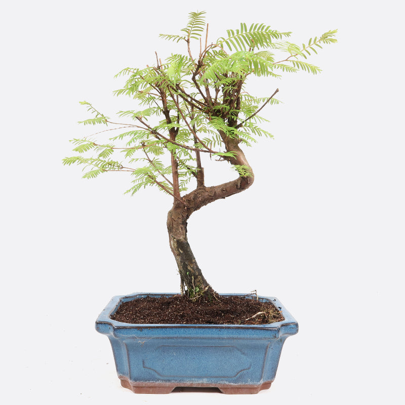 Metasequoia - Urweltmammutbaum, ca. 8-9 jährig, 30-35 cm, Gartenbonsai