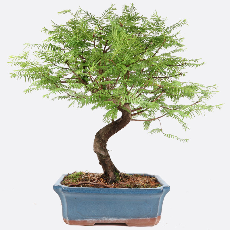 Metasequoia - Urweltmammutbaum, ca. 14 jährig, 40-45 cm, Gartenbonsai