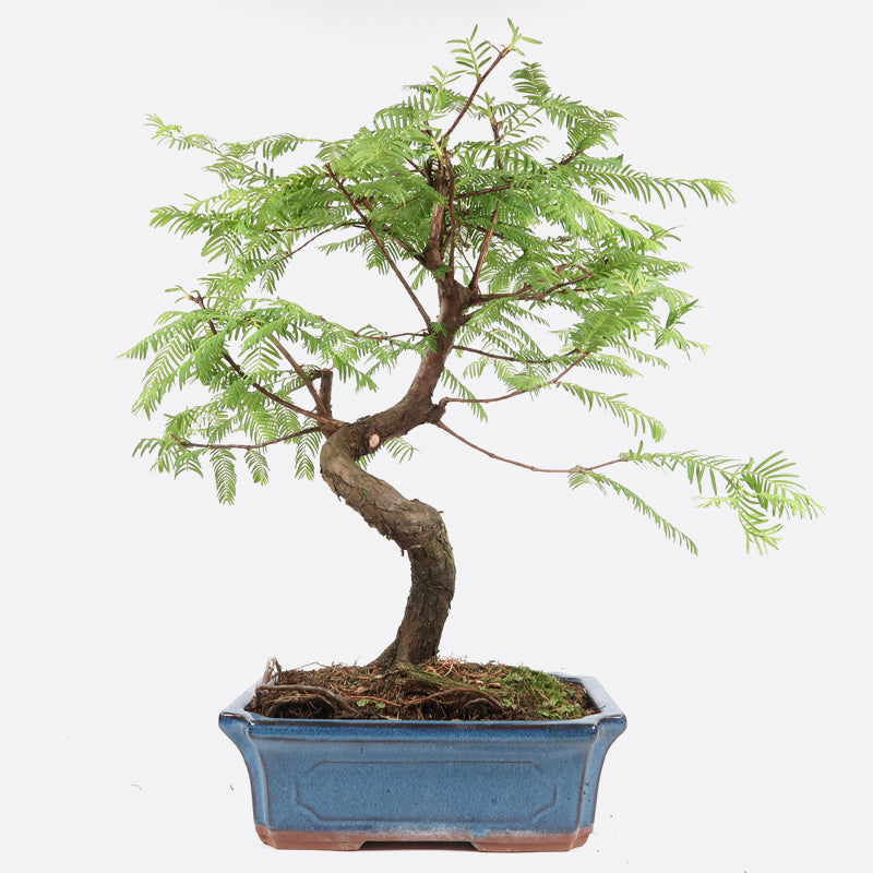 Metasequoia - Urweltmammutbaum, ca. 14 jährig, 45-50 cm, Gartenbonsai