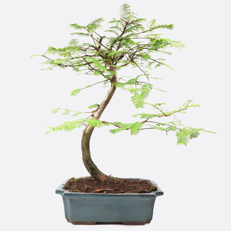 Metasequoia - Urweltmammutbaum, ca. 16-17 jährig, 55-60 cm, Gartenbonsai