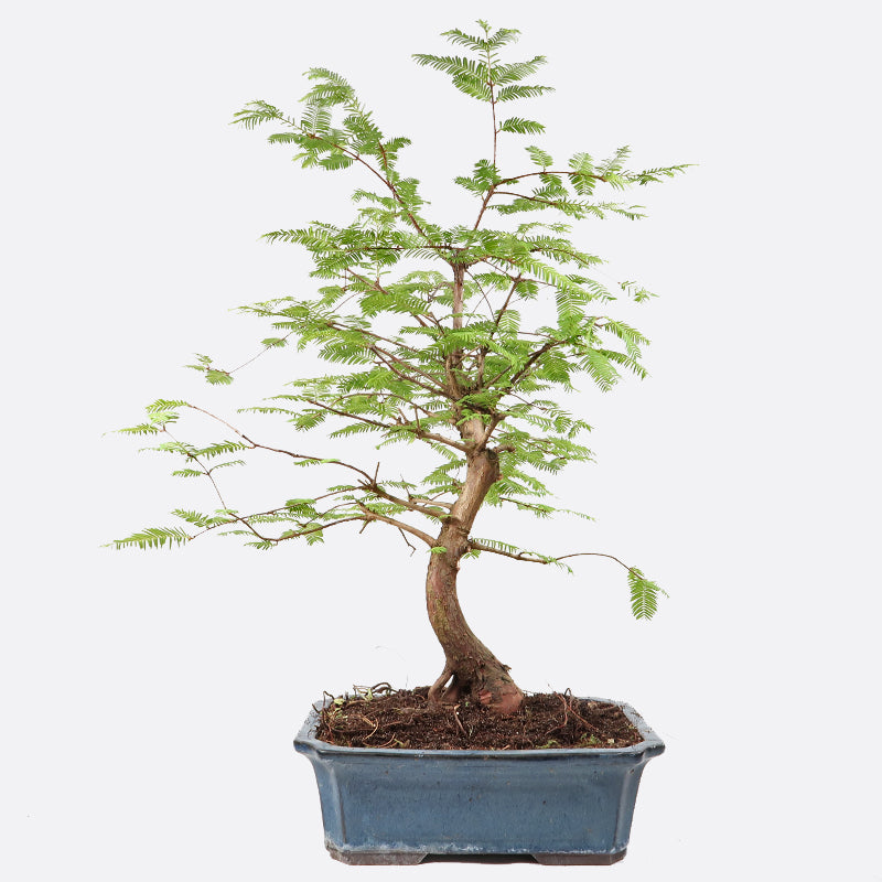 Metasequoia - Urweltmammutbaum, ca. 16-17 jährig, 60-65 cm, Gartenbonsai