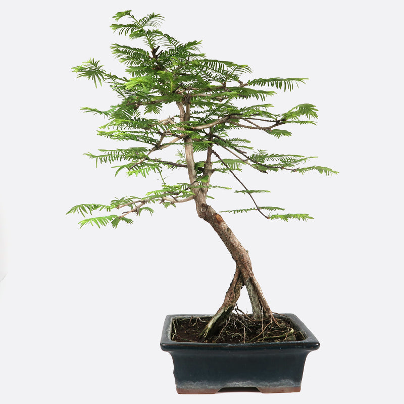 Metasequoia - Urweltmammutbaum, ca. 9 jährig, 40-45 cm Gartenbonsai
