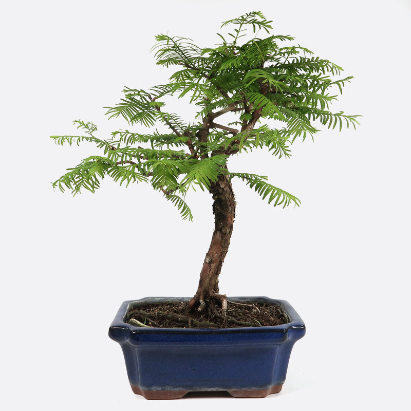 Metasequoia - Urweltmammutbaum, ca. 8-9 jährig, 30-35 cm Gartenbonsai