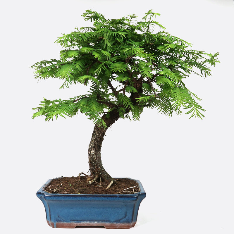 Metasequoia - Urweltmammutbaum, ca. 11-12 jährig, 40-45 cm Gartenbonsai