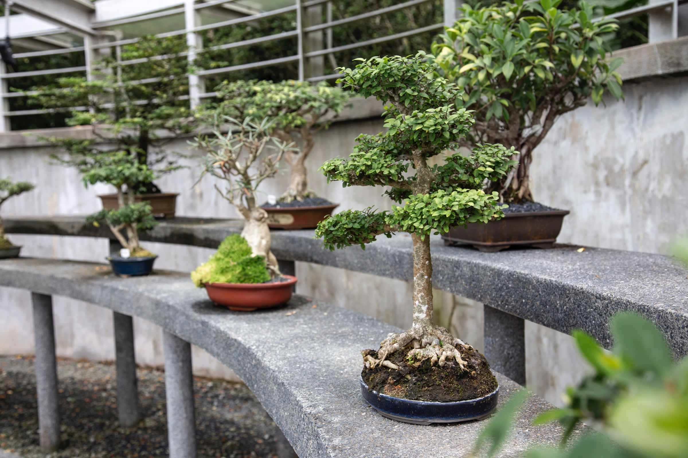 Bonsai.ch | Bonsais online kaufen | grsstes Sortiment der Schweiz
