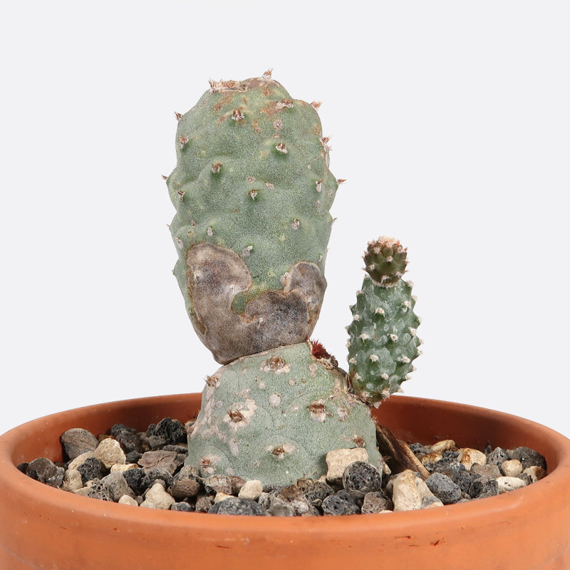 Myrtillocactus geometricans