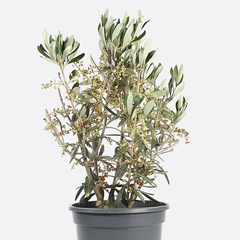 Olea - Olivenbaum, Pflanze zum Gestalten, Kalthaus/mediterran