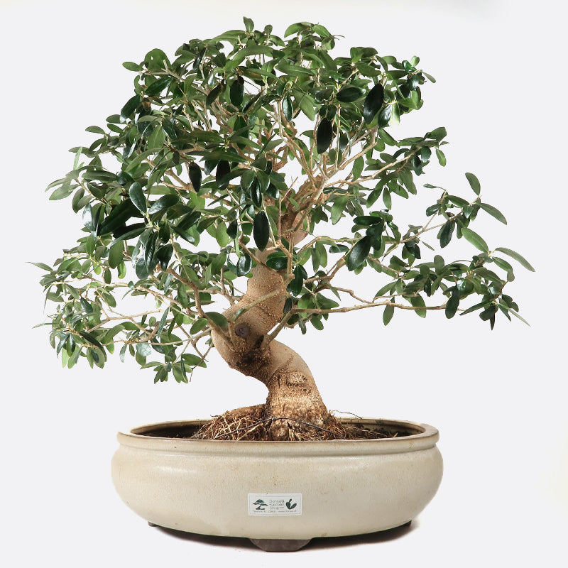 Olea