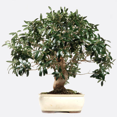 Olea - Olivenbaum, ca. 23 jährig, 60-65 cm, Kalthausbonsai