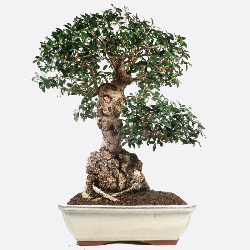 Olea - Olivenbaum, ca. 33 jährig, 67 cm, Kalthausbonsai