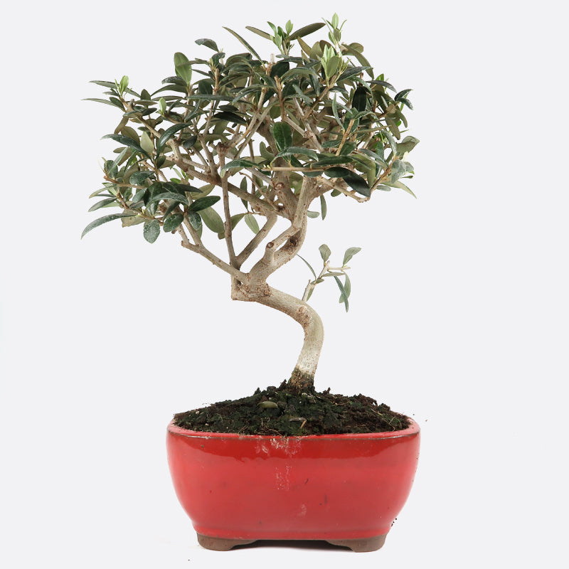 Olea - Olivenbaum, ca. 8-9 jährig, 30-35 cm, Kalthausbonsai