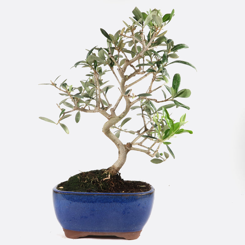 Olea - Olivenbaum, ca. 8-9 jährig, 30-35 cm, Kalthausbonsai