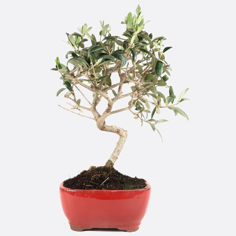 Olea - Olivenbaum, ca. 8-9 jährig, 30-35 cm, Kalthausbonsai