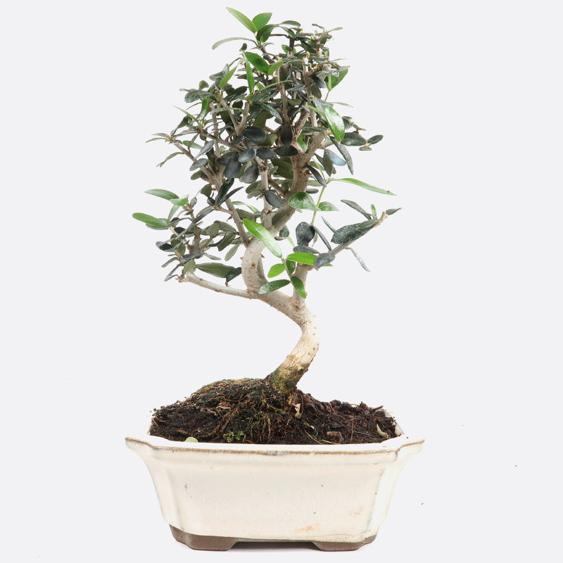 Olea - Olivenbaum, ca. 8 jährig, 25-30 cm, Kalthausbonsai