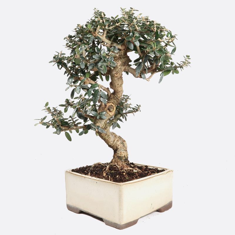 Olea sylvestris - Olivenbaum, ca. 11 jährig, 25-30 cm, Kalthausbonsai