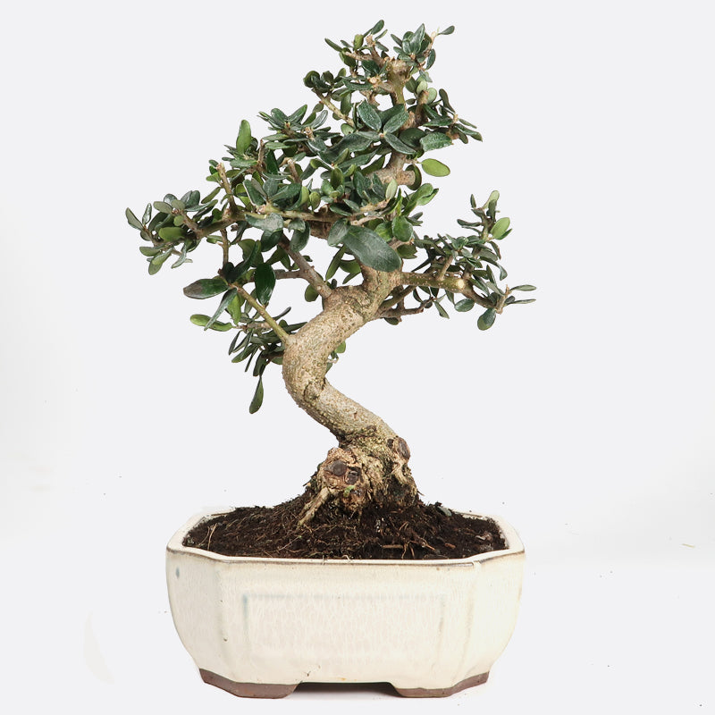 Olea sylvestris - Olivenbaum, ca. 9 jährig, 25-30 cm, Kalthausbonsai