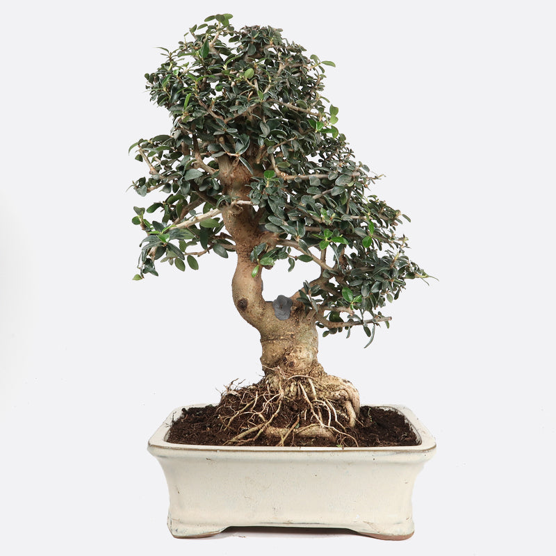 Olea sylvestris - Olivenbaum, ca. 9 jährig, 25-30 cm, Kalthausbonsai