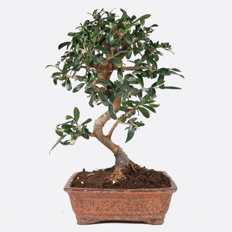 Olea sylvestris - Olivenbaum, ca. 10 jährig, 25-30 cm, Kalthausbonsai