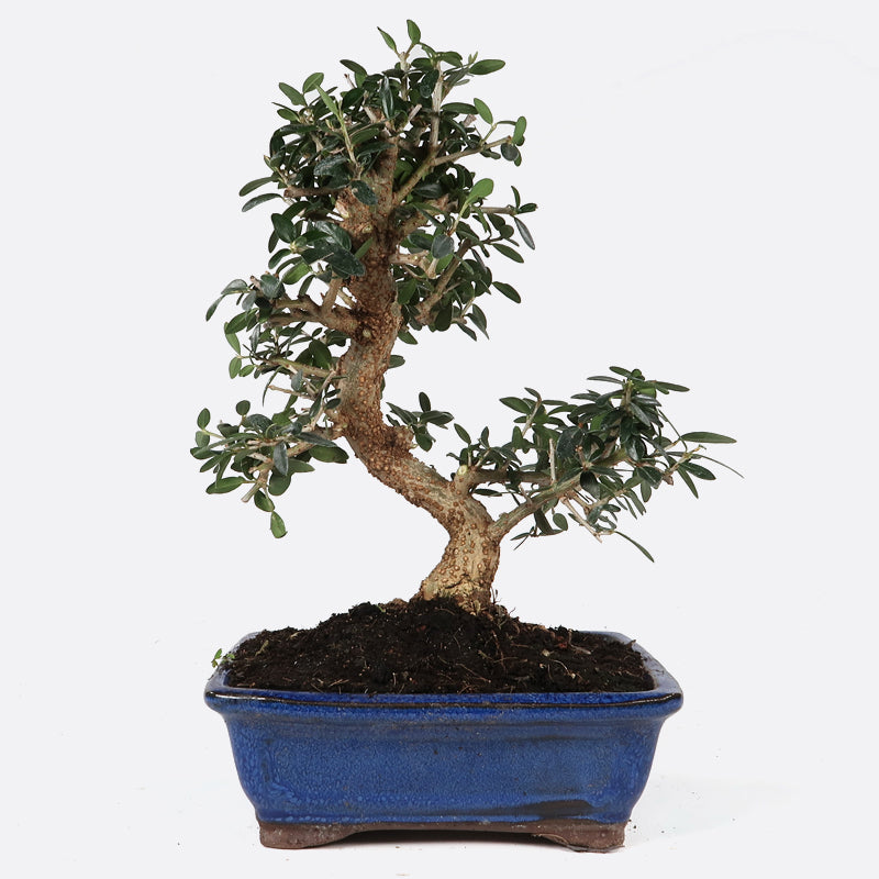 Olea sylvestris - Olivenbaum, ca. 10 jährig, 25-30 cm, Kalthausbonsai