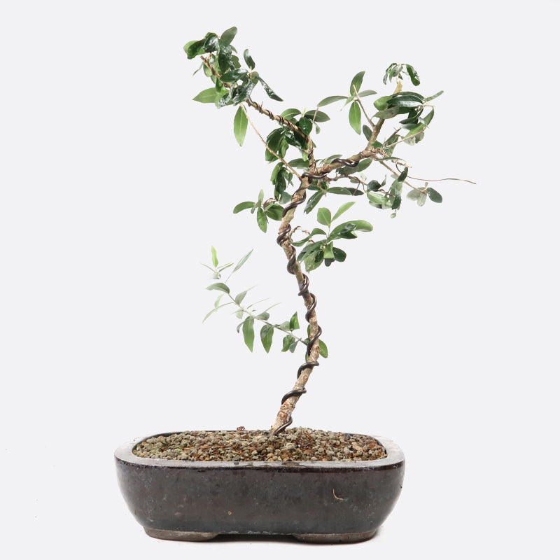 Olea - Olive, 40-45 cm, Pflanze zum Gestalten, Kalthaus/mediterran