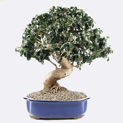 Olea sylvestris - Olivenbaum, ca. 25 jährig, 45-50 cm, Kalthausbonsai
